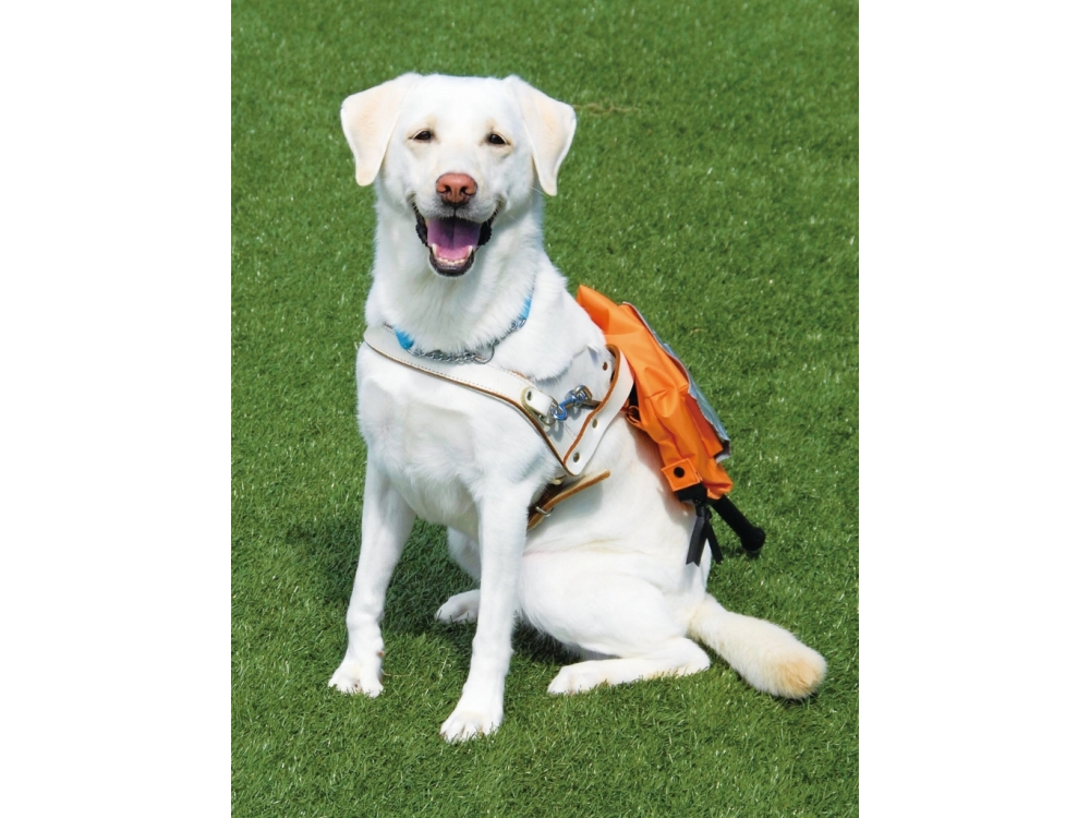 盲導犬もっと知ってキャンペーン開催！